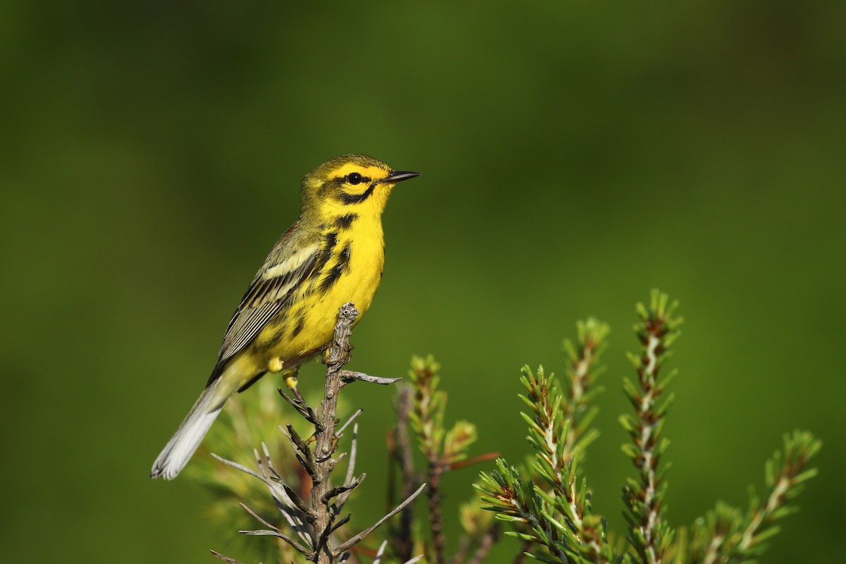 Prairie Warbler - ML346964471