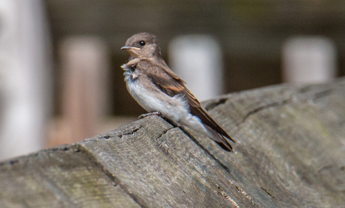 Northern Rough-winged Swallow - ML346969391