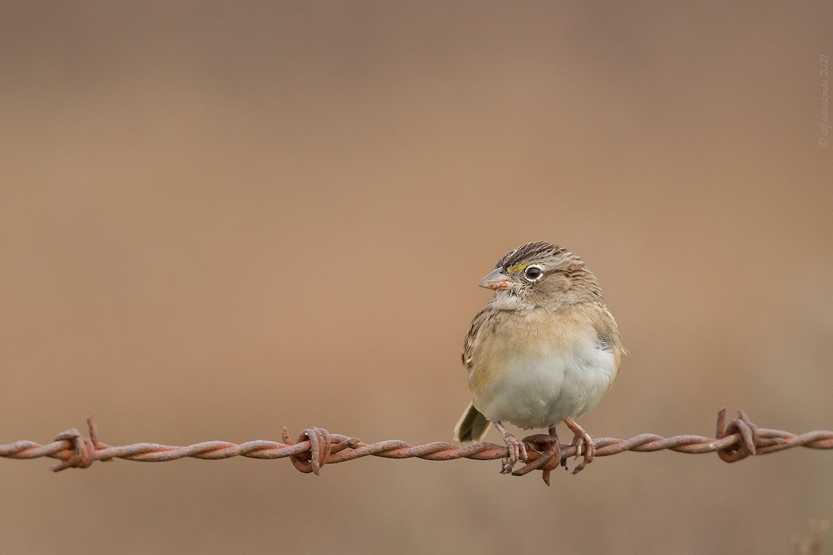 Grassland Sparrow - ML346969571