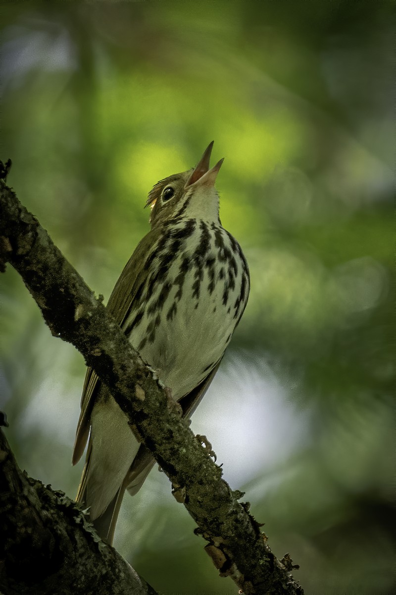 Ovenbird - ML346969621