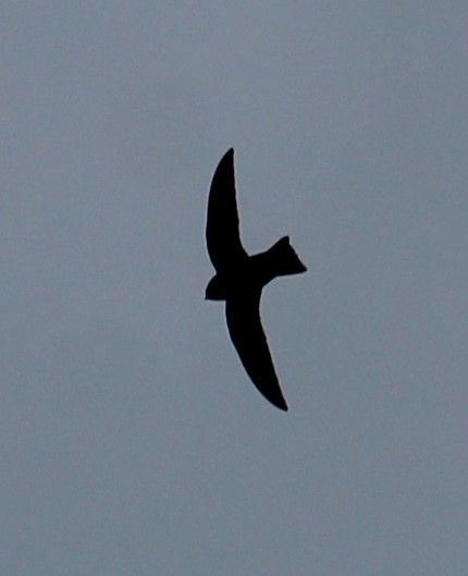 Black Swift - Milton Vine