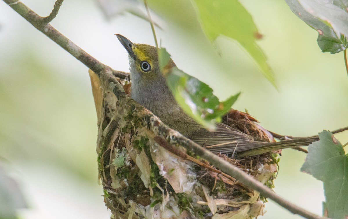 White-eyed Vireo - ML346970181