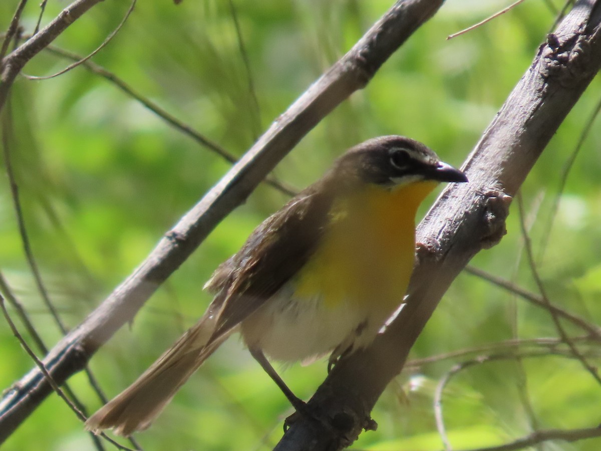 Yellow-breasted Chat - ML346971721