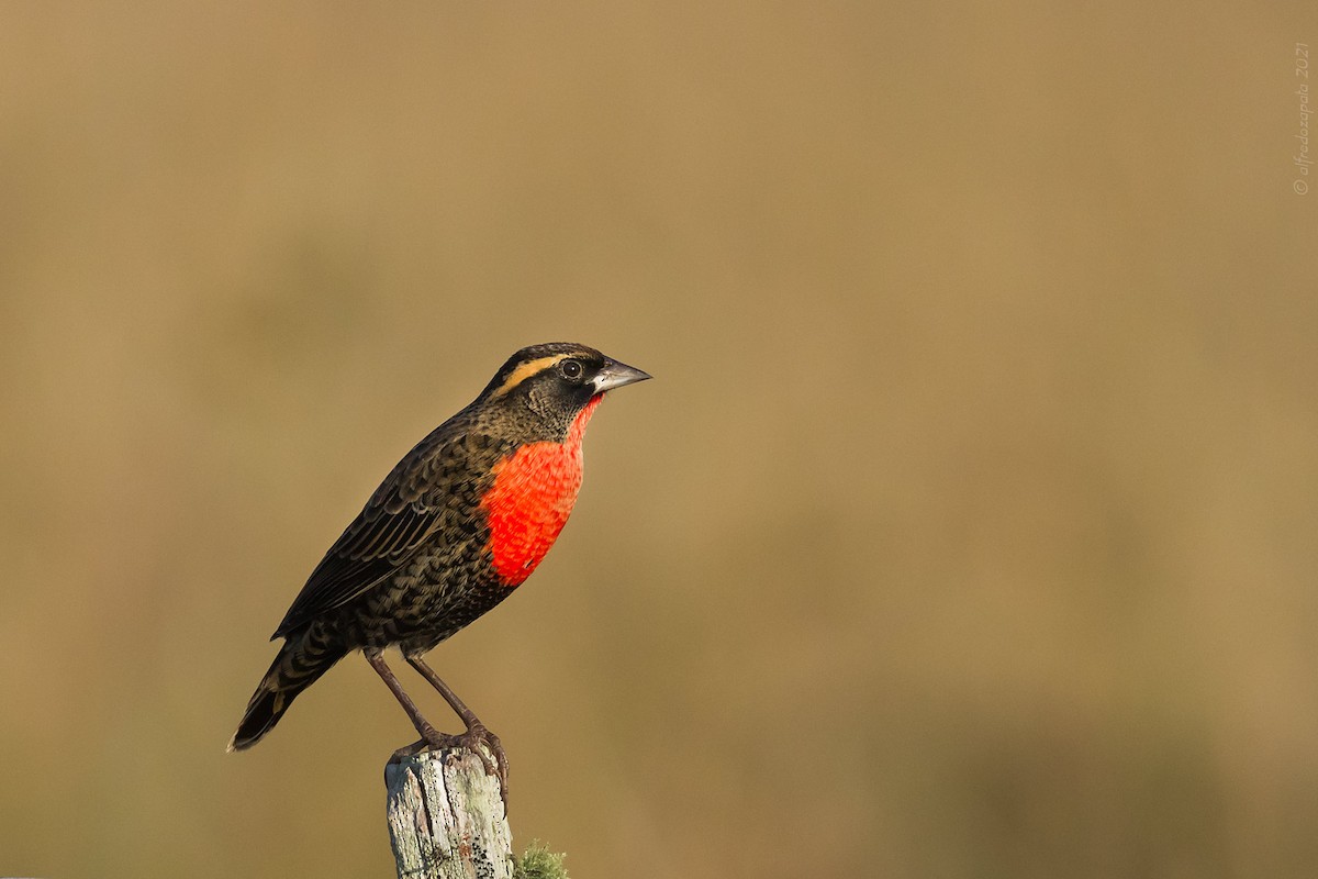 White-browed Meadowlark - ML346972051