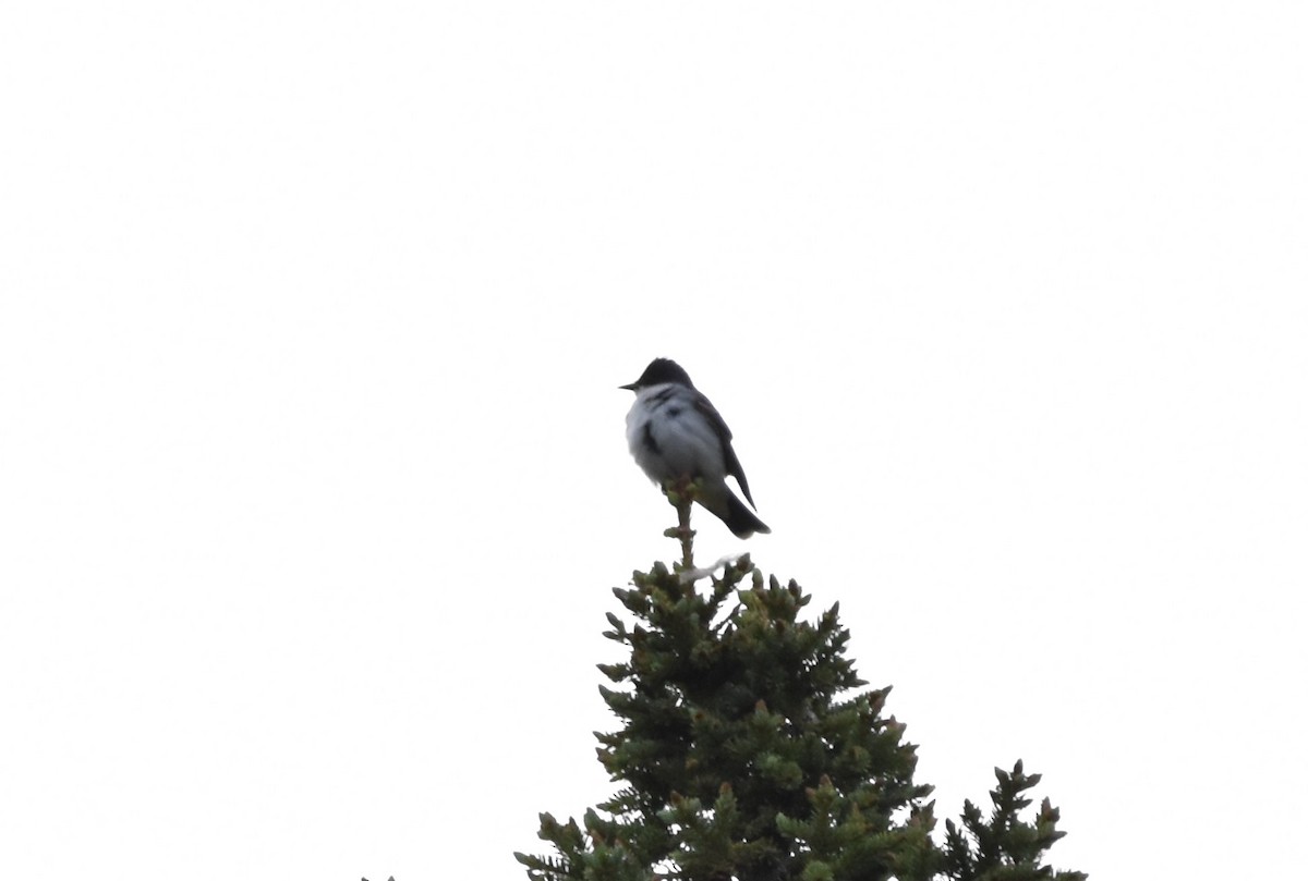 Eastern Kingbird - ML346973181