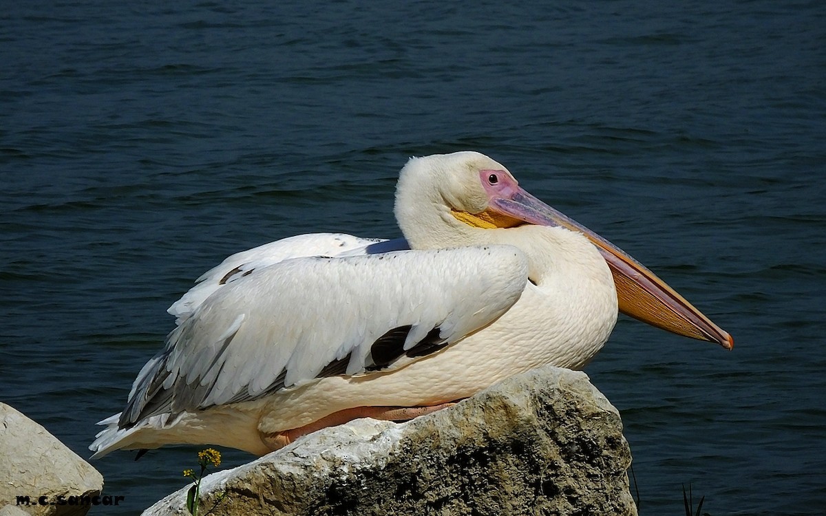 pelikán bílý - ML346973911