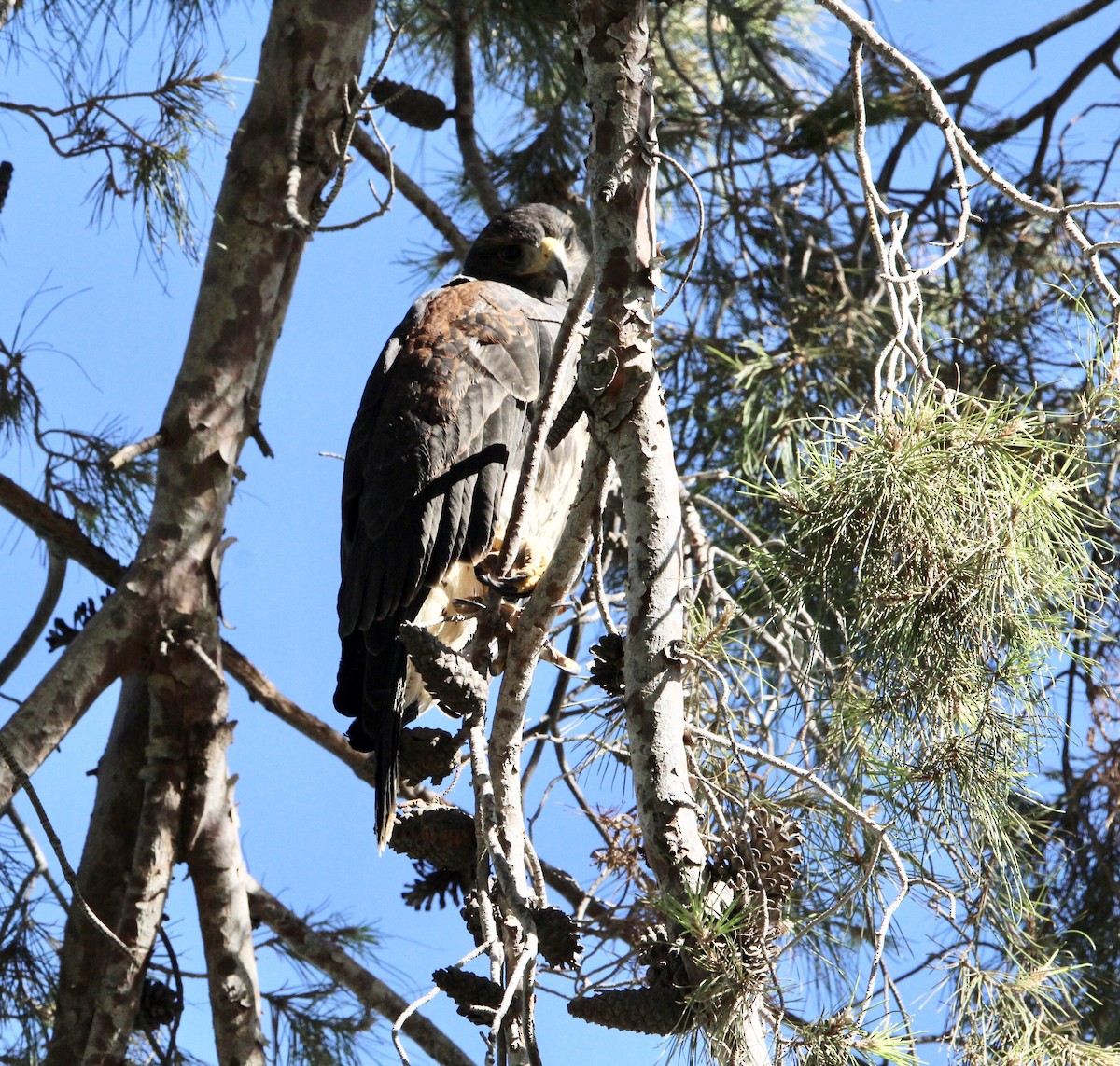 Harris's Hawk - ML346974161