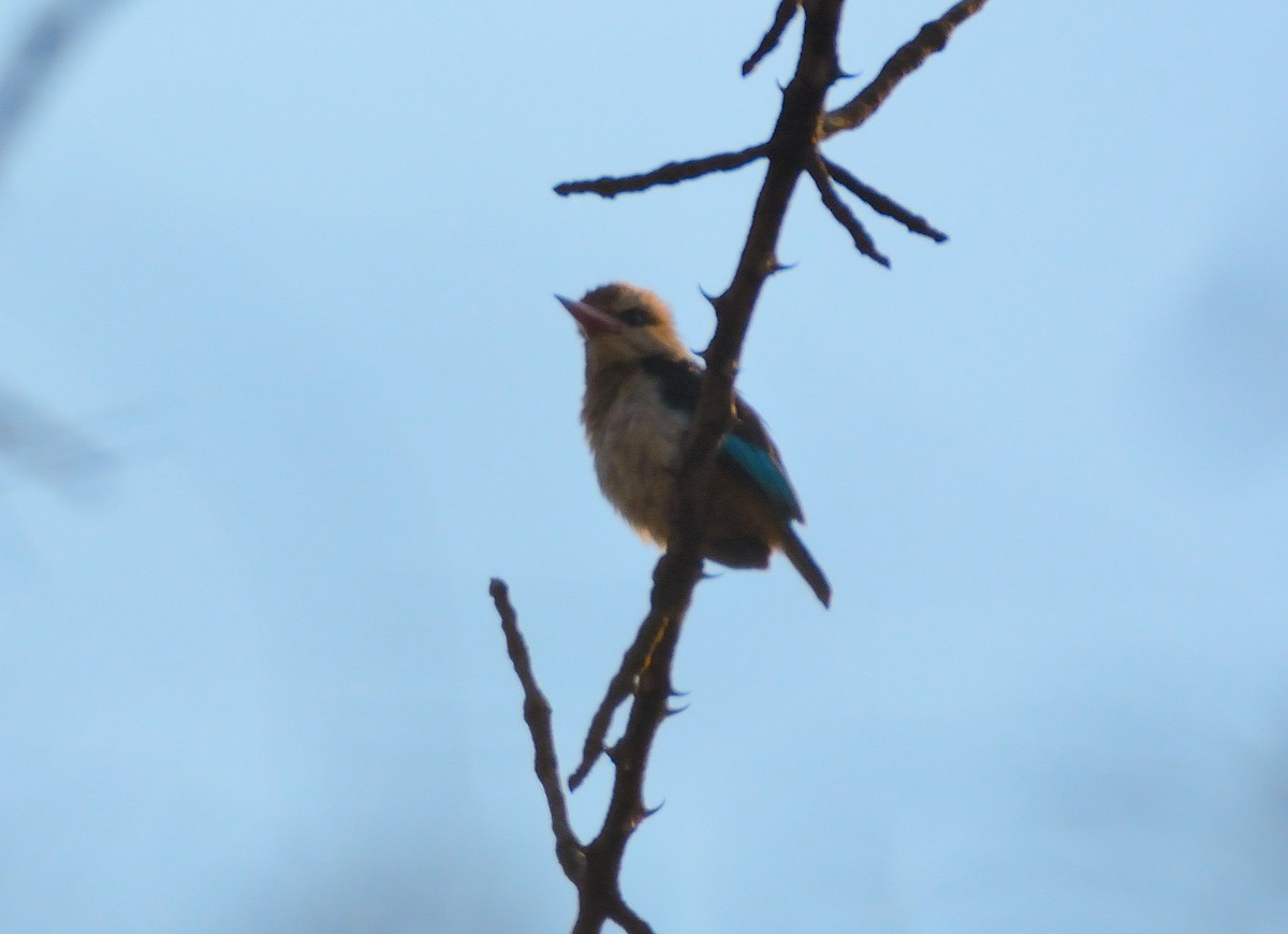 Brown-hooded Kingfisher - ML34697421