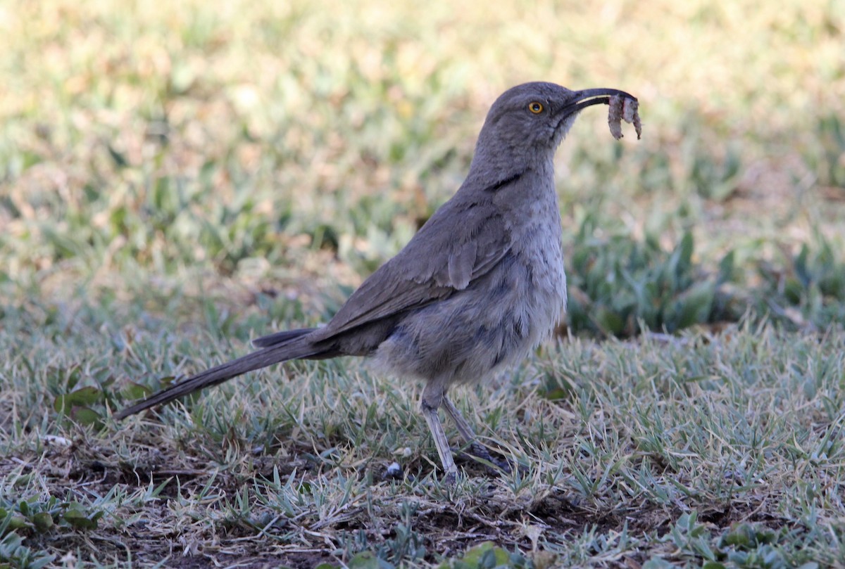 Curve-billed Thrasher - ML346974361