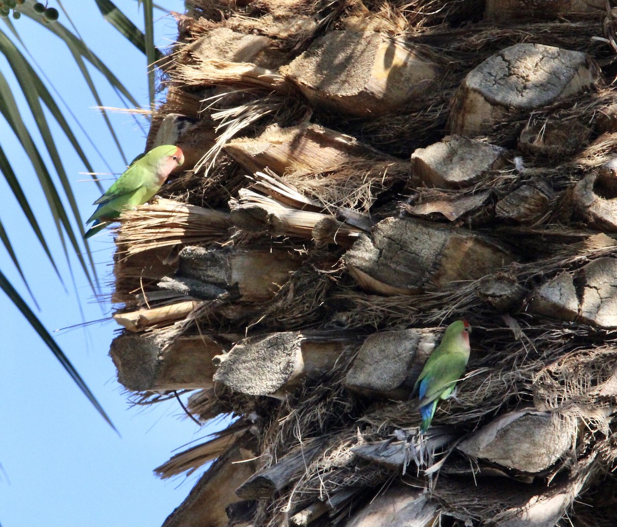 Rosy-faced Lovebird - ML346974691