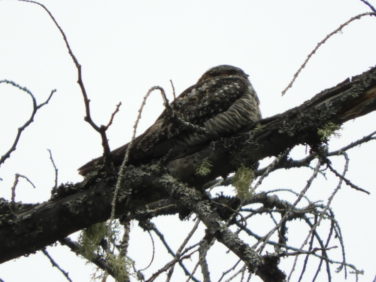 Common Nighthawk - Tonette McEwan