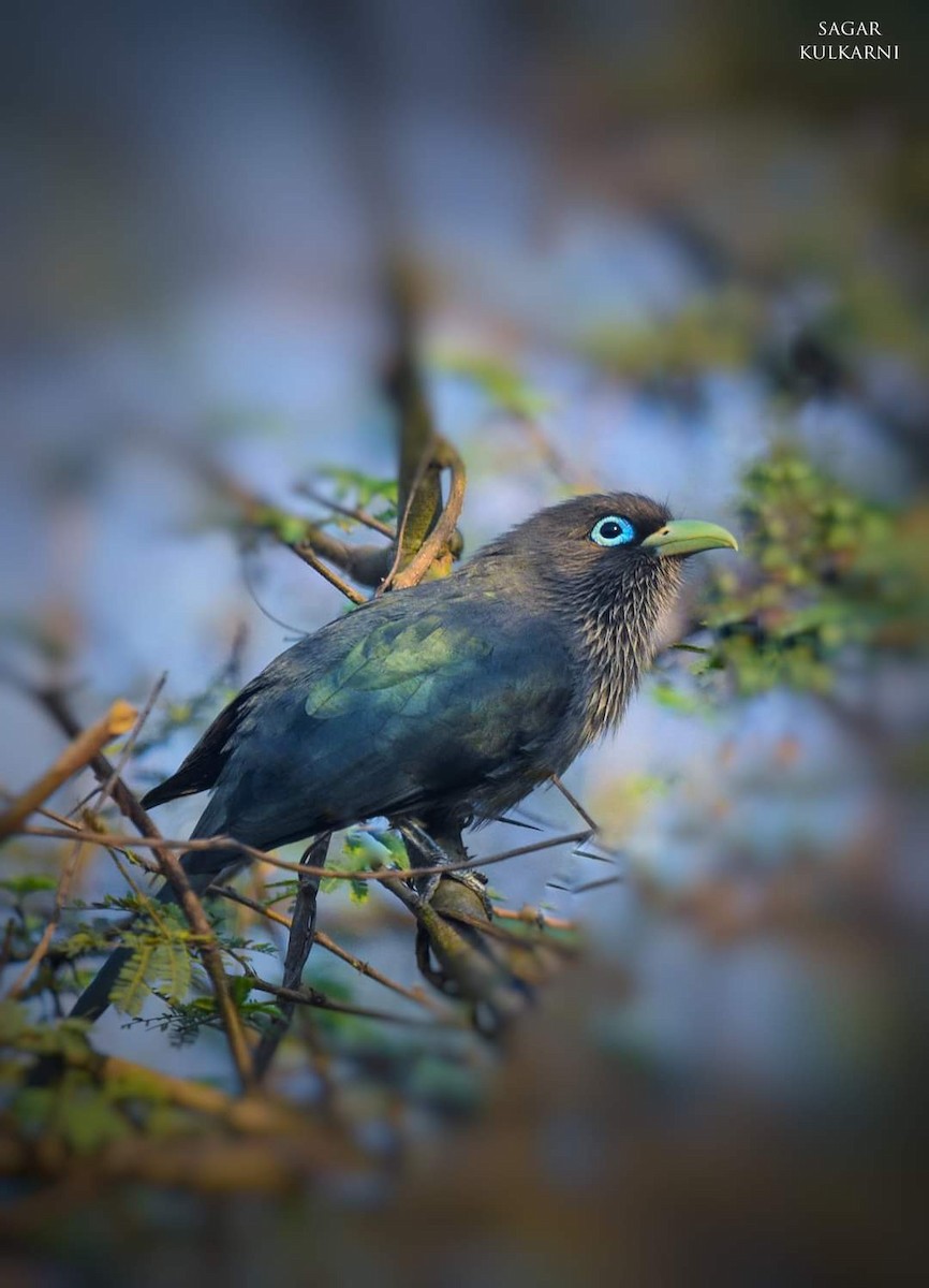 Blue-faced Malkoha - ML346976681