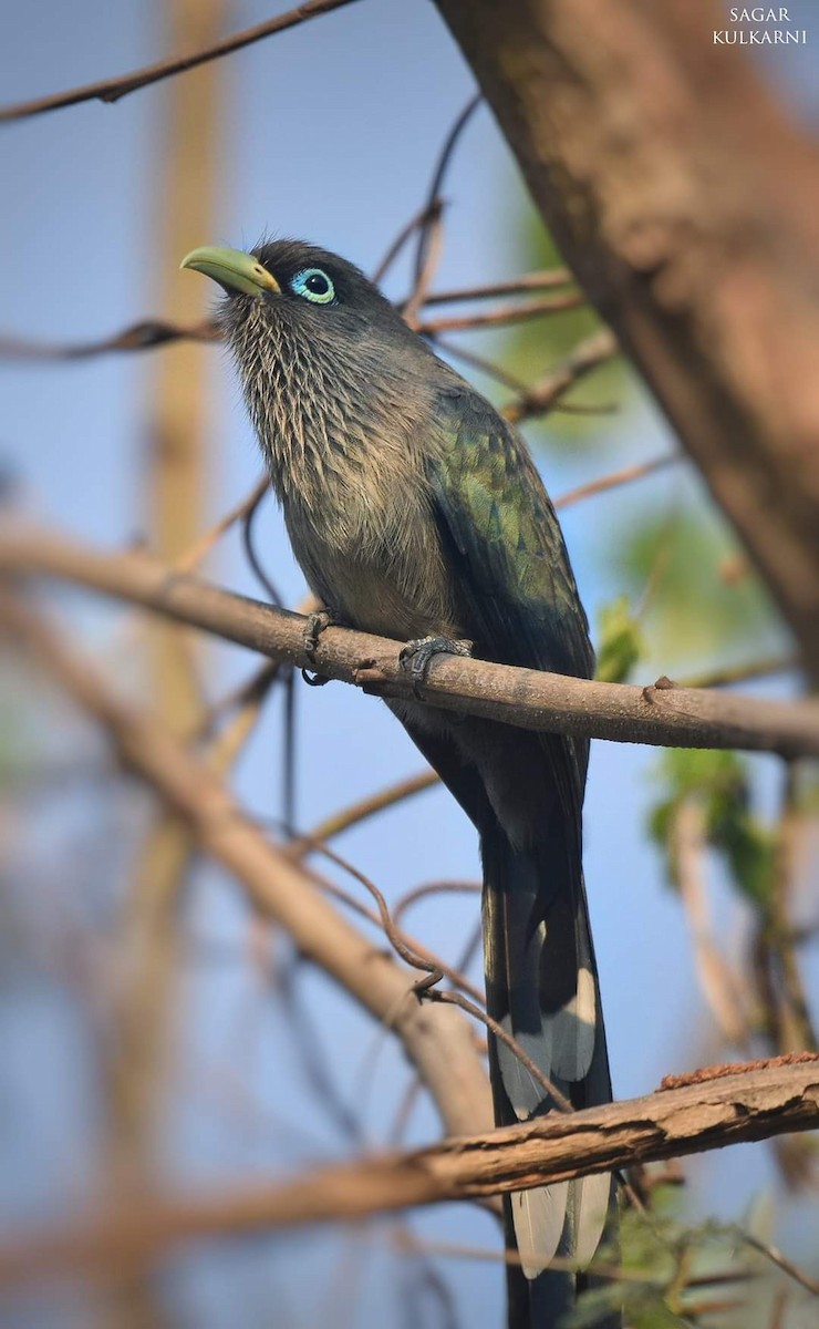 Blue-faced Malkoha - ML346976701