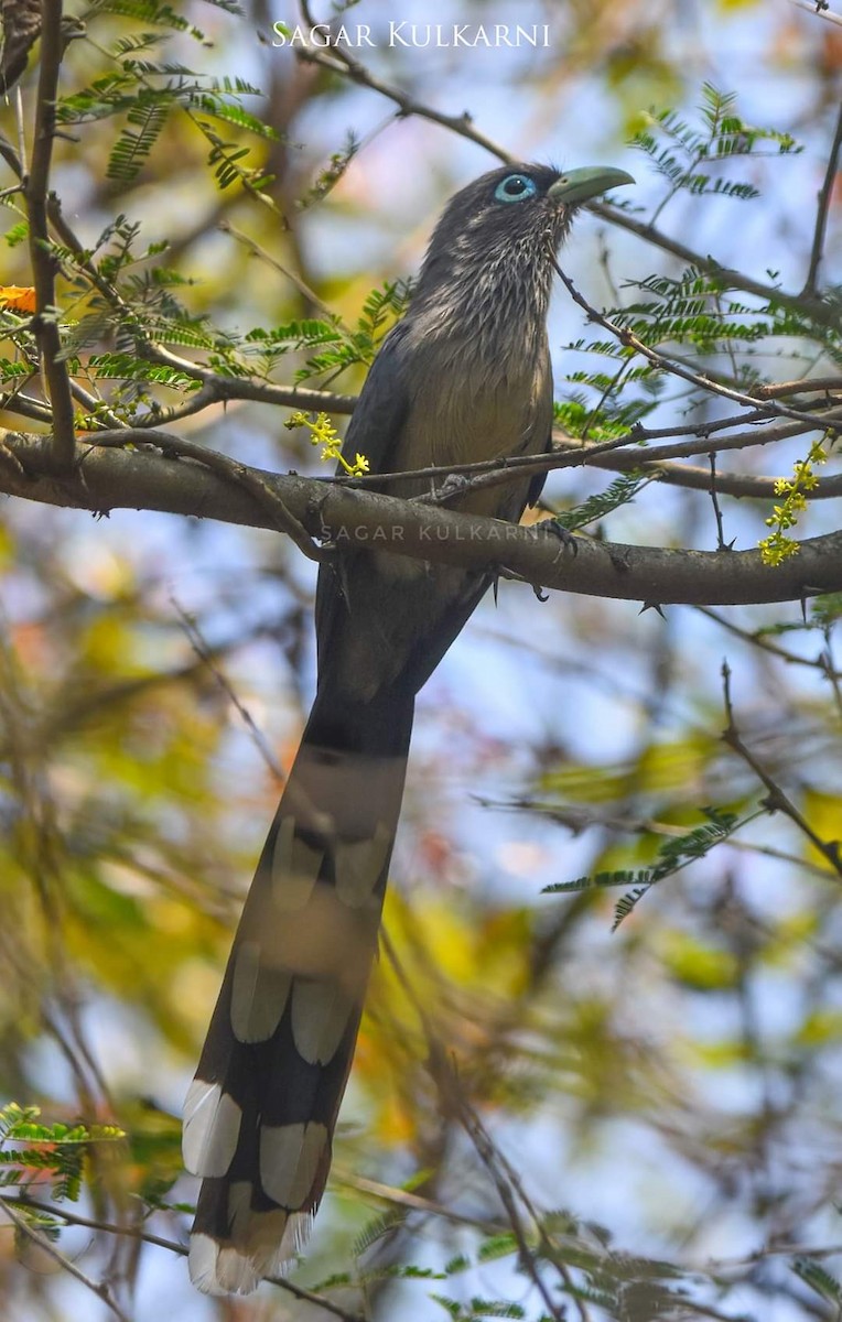 Blue-faced Malkoha - ML346976711