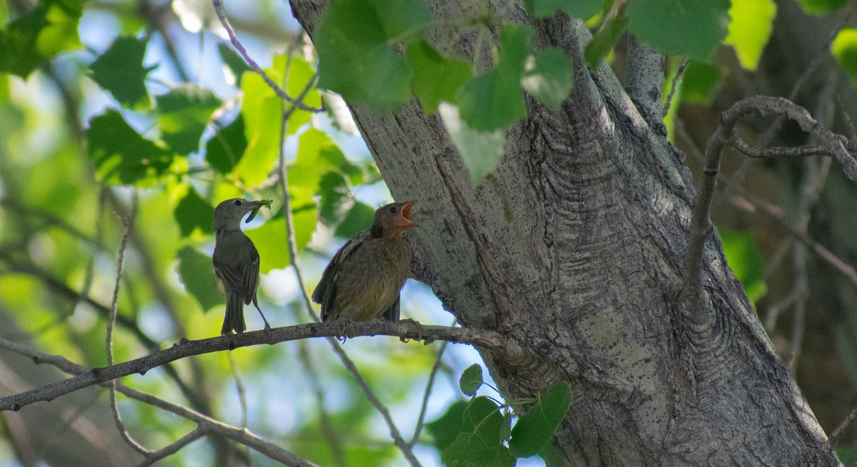 Braunaugenvireo - ML346976891