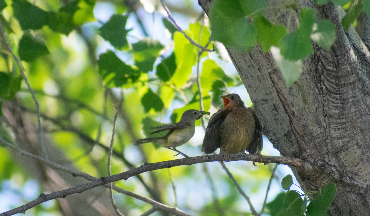 Brown-headed Cowbird - ML346977011