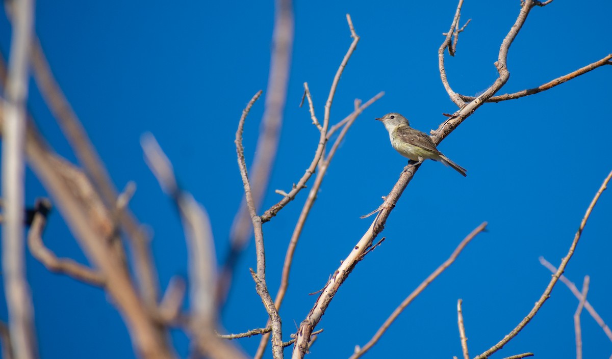 Bell's Vireo - Danny Tipton