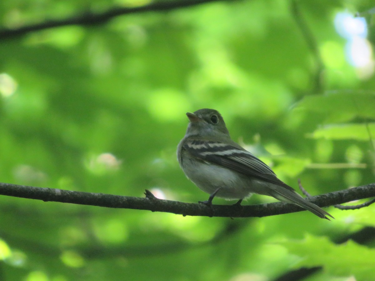 Acadian Flycatcher - ML346979681