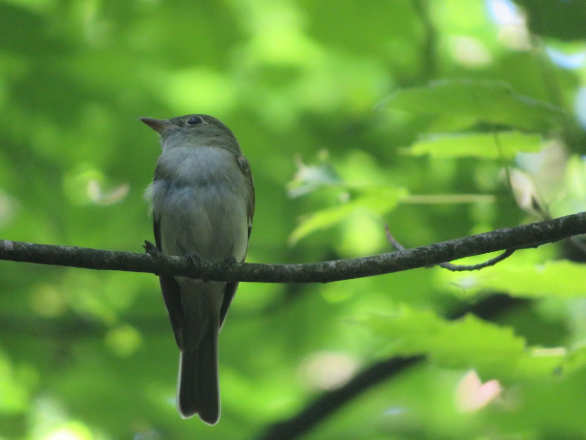 Acadian Flycatcher - ML346980011