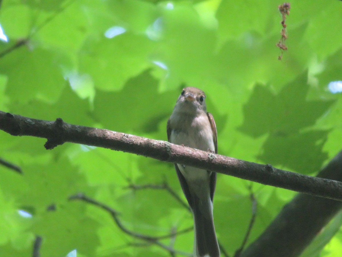 Acadian Flycatcher - ML346980021