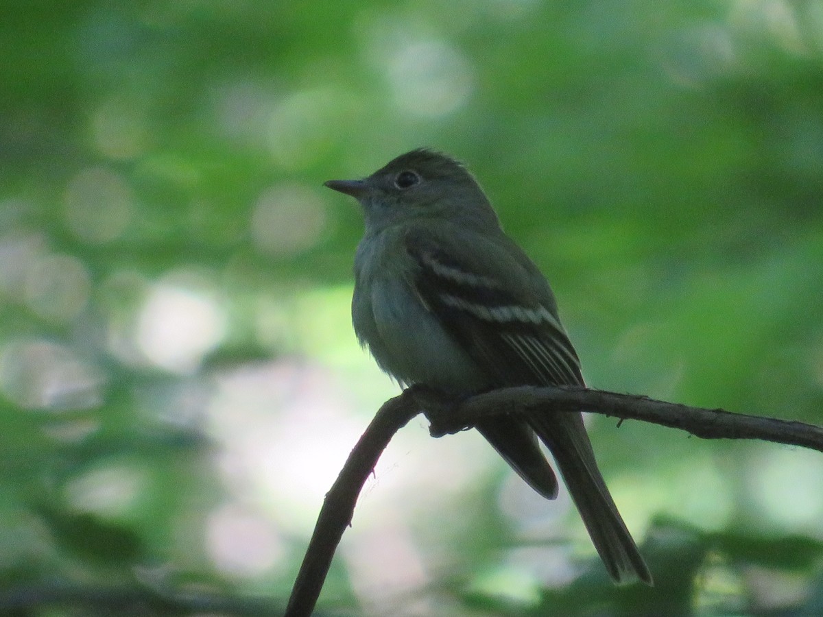 Acadian Flycatcher - ML346980031