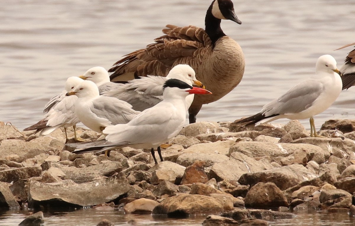 Caspian Tern - Émile Brisson-Curadeau