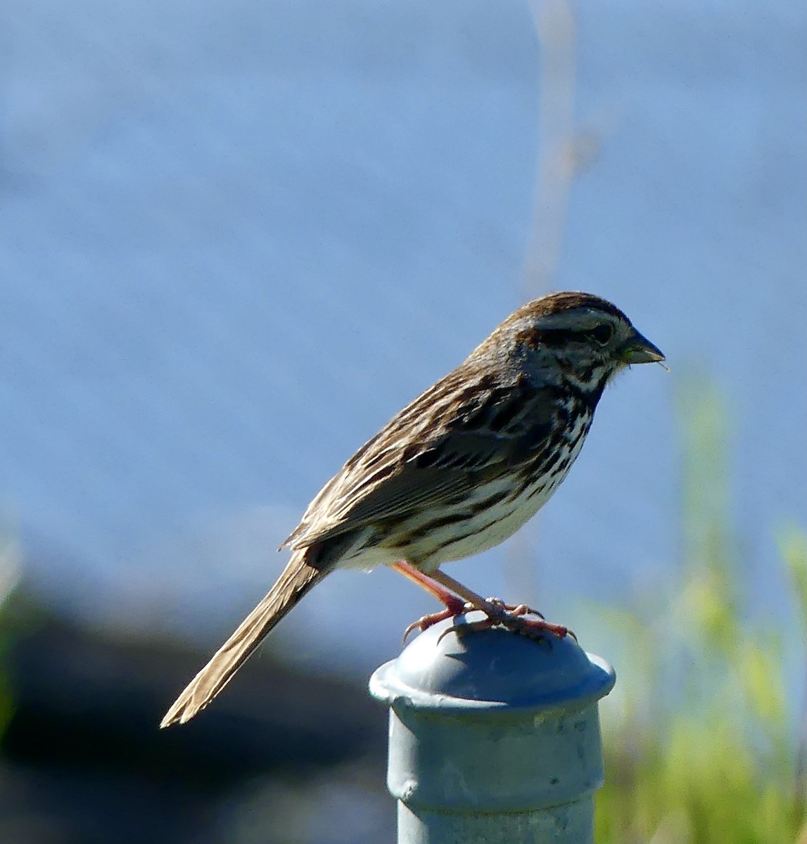 Song Sparrow - ML346982541