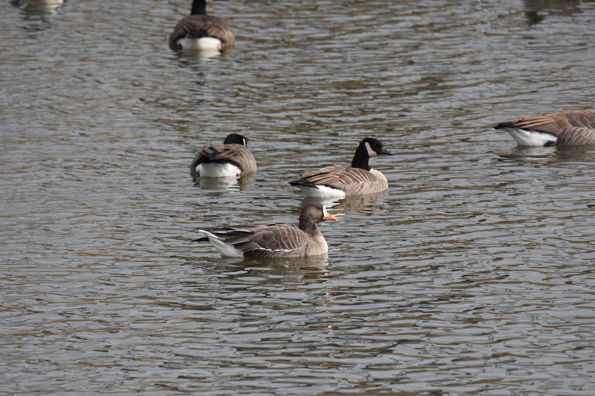 Greater White-fronted Goose - ML346984781