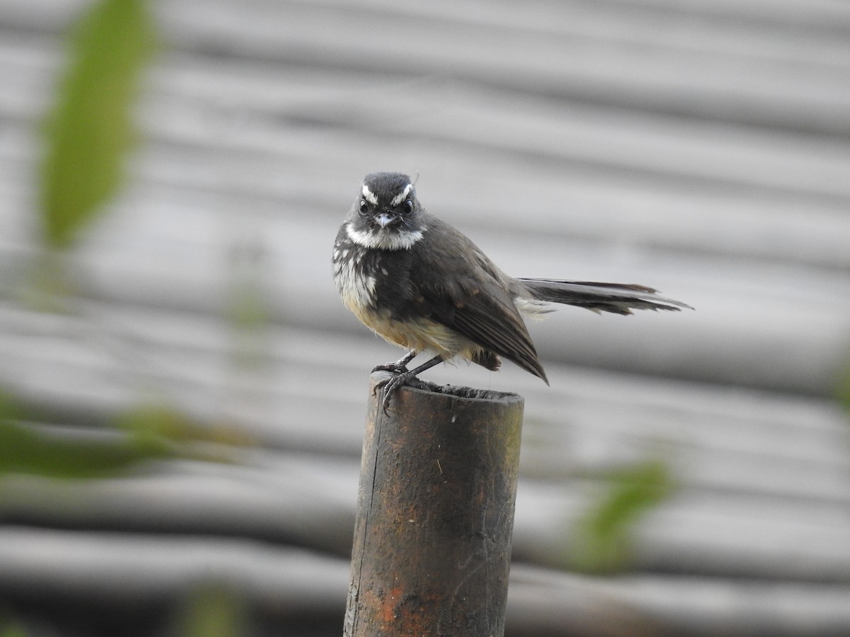 Spot-breasted Fantail - ML346985841
