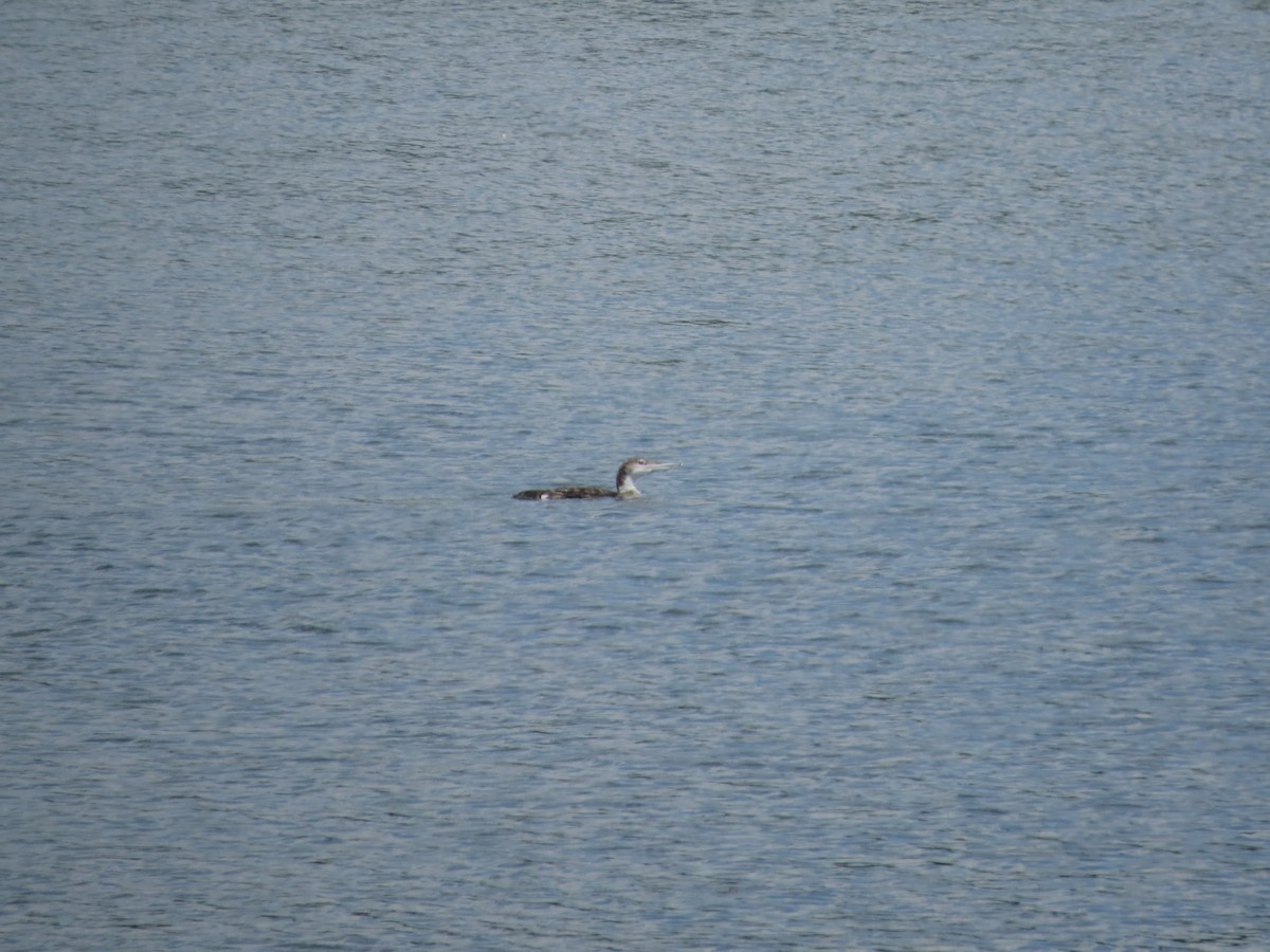 Plongeon huard - ML346988551