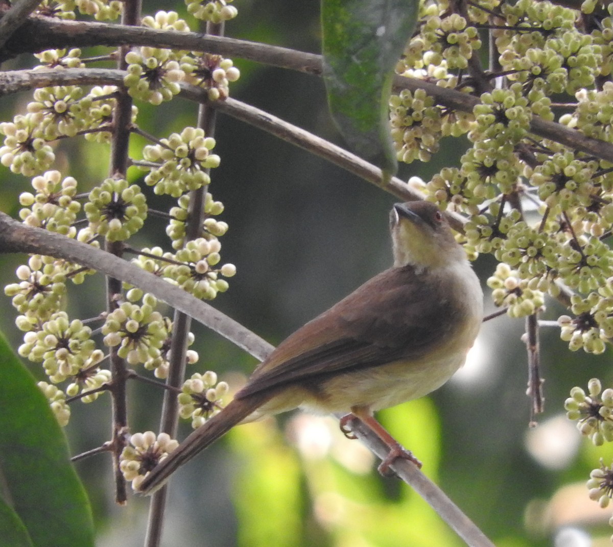 Bulbul aux yeux blancs - ML34699051