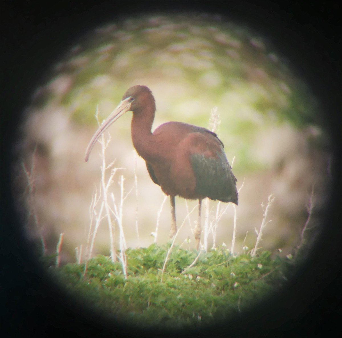 ibis hnědý - ML346990981