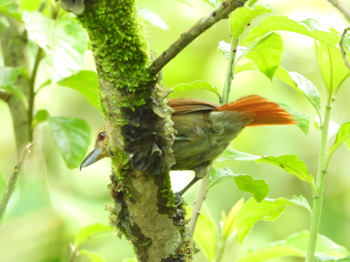 Russet Antshrike - ML346993111