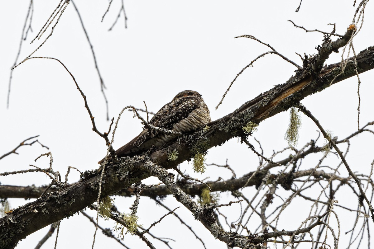 Common Nighthawk - Daniel Eslake