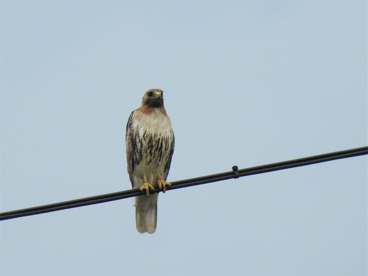 Red-tailed Hawk - ML347000151