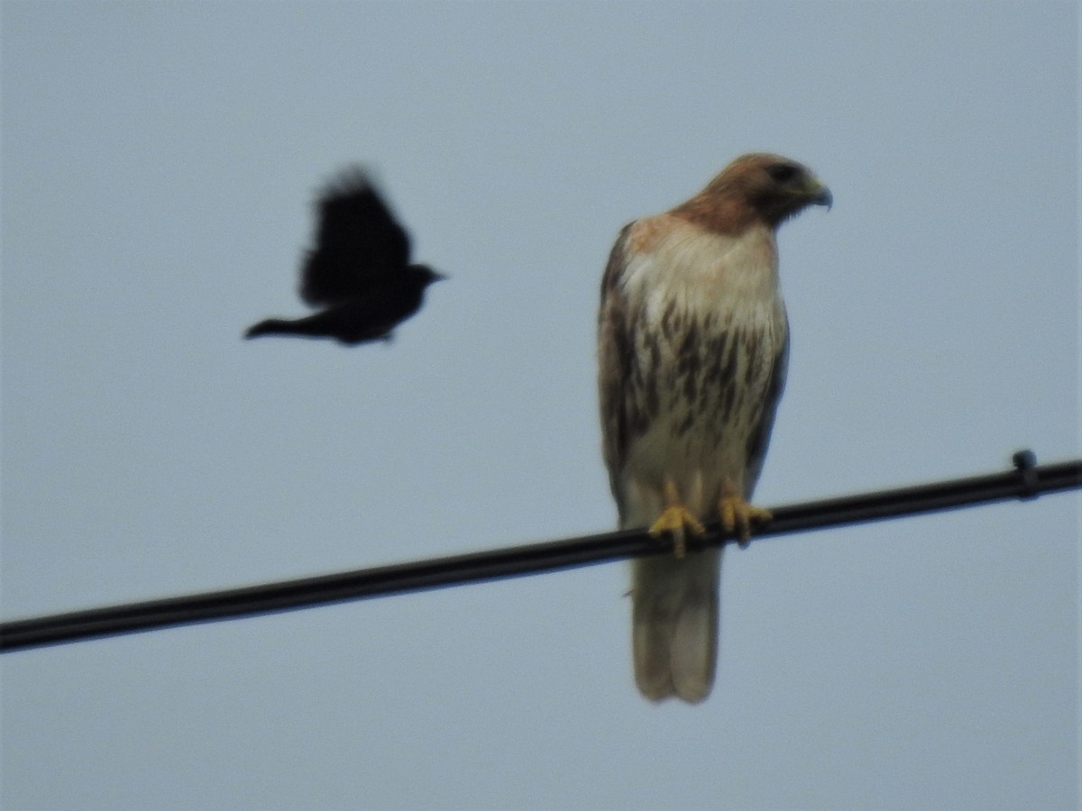 Red-tailed Hawk - ML347000171
