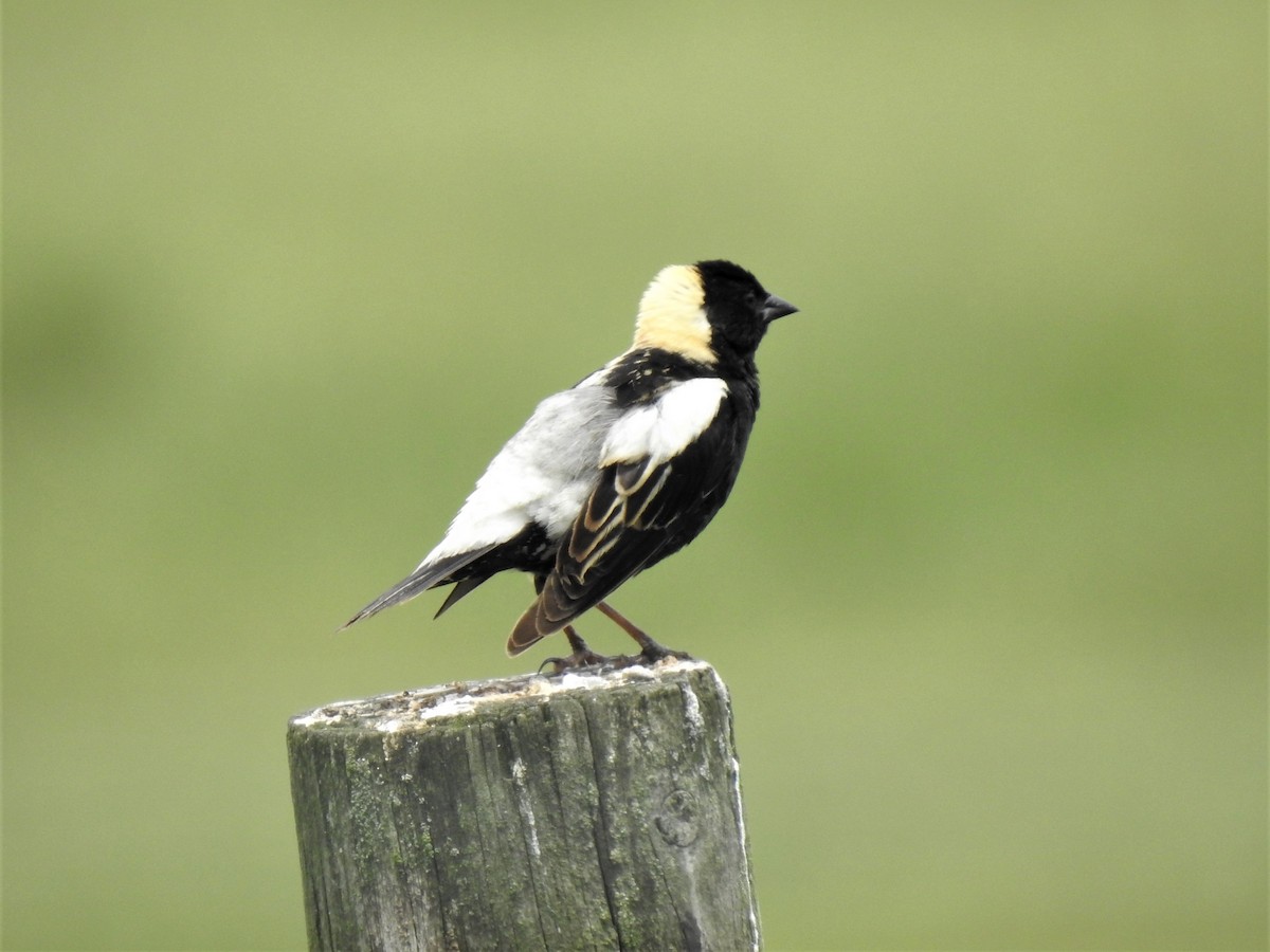 Bobolink - ML347001731