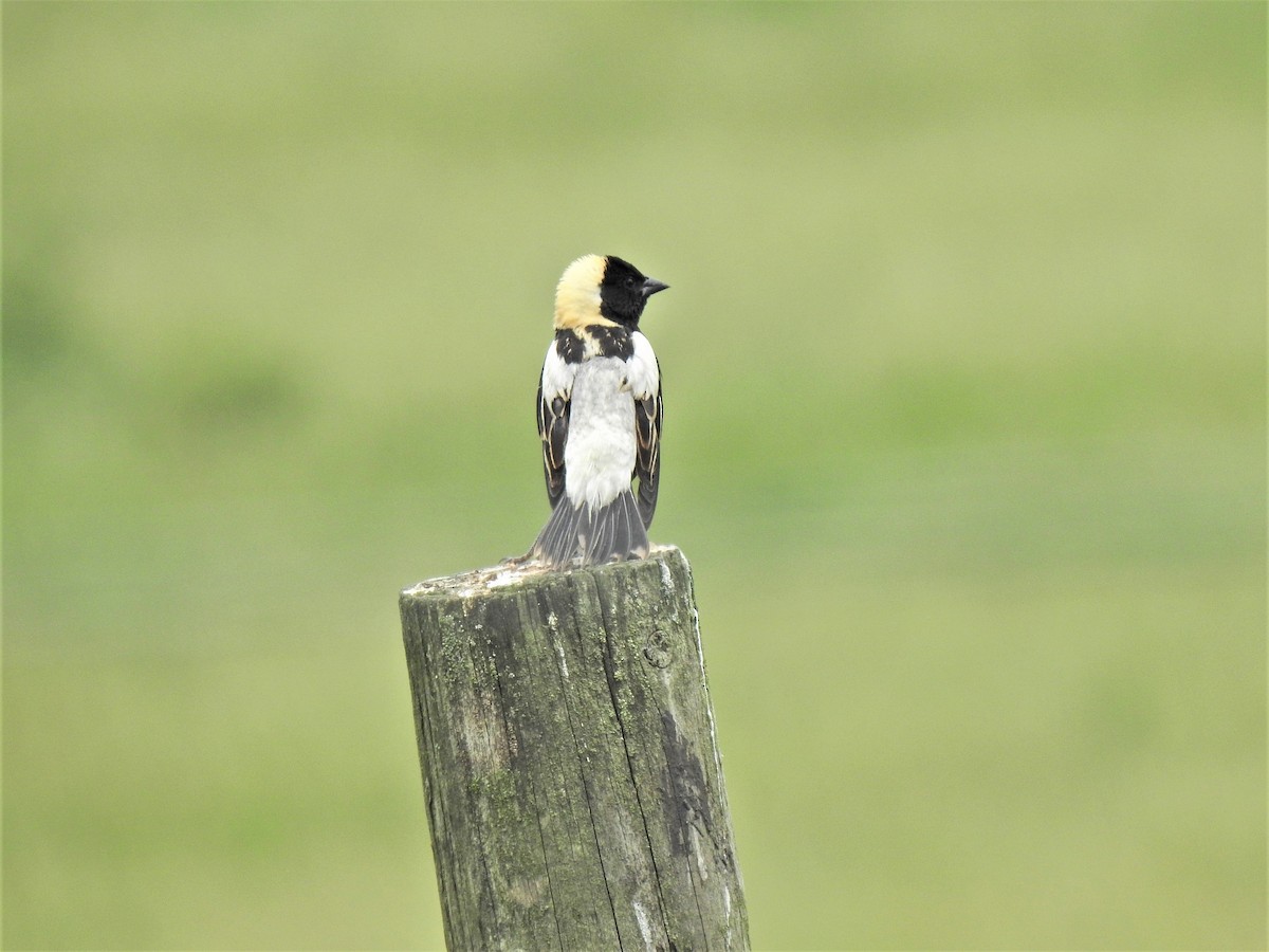 Bobolink - ML347001751