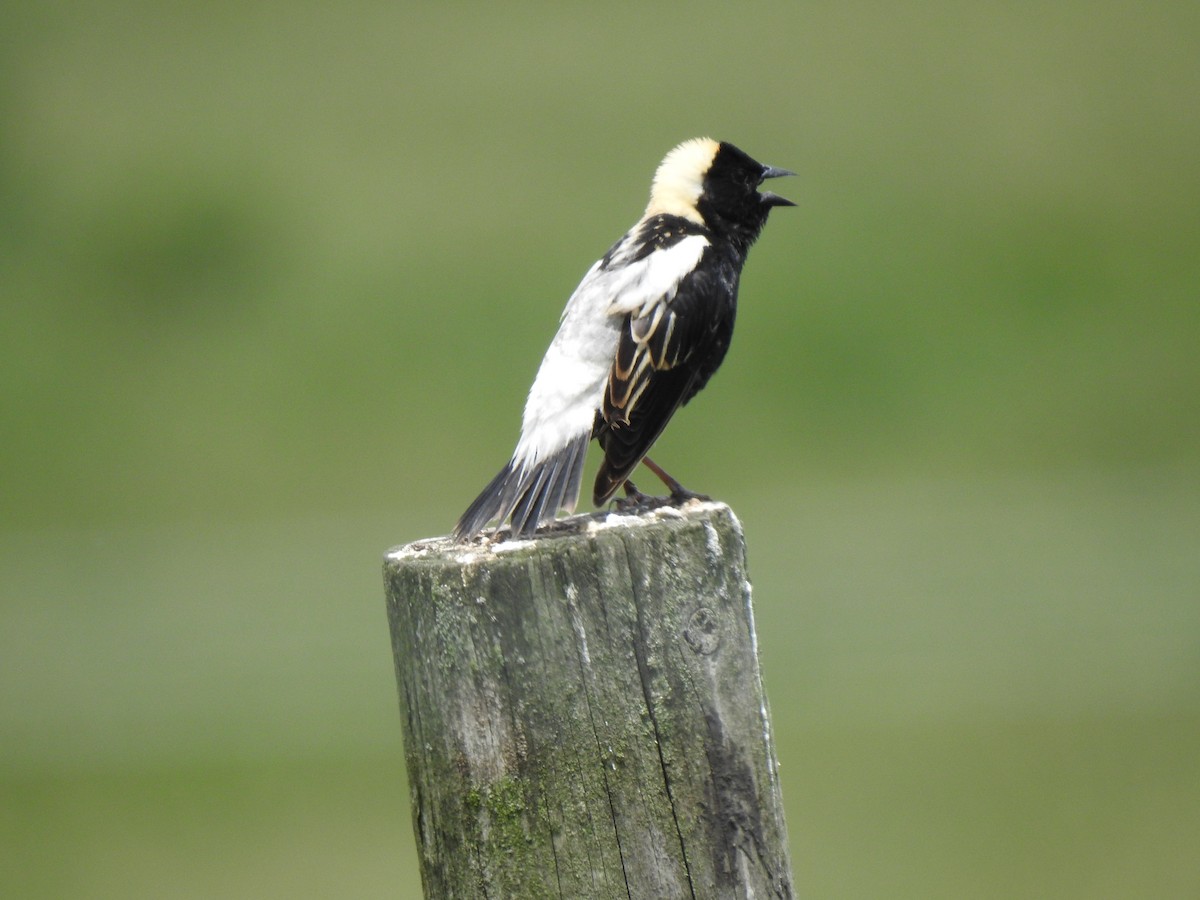 Bobolink - ML347001951