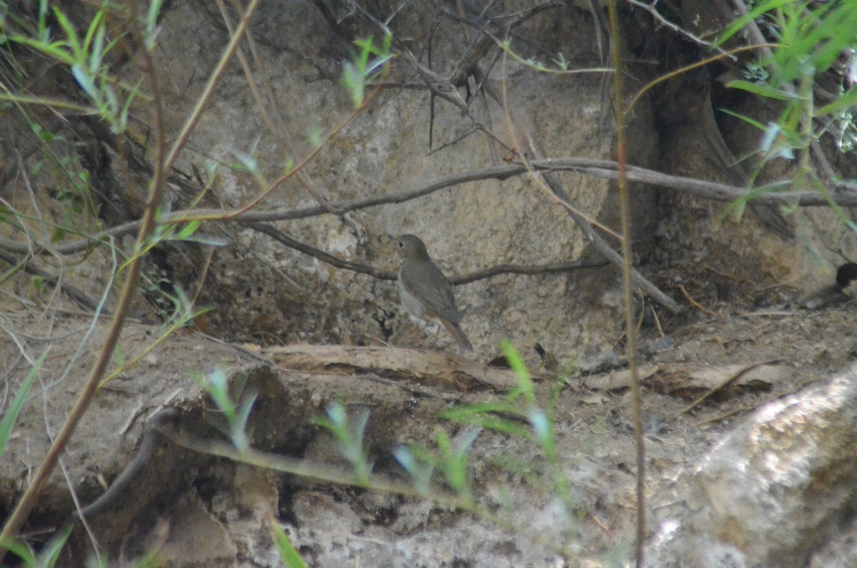 Hermit Thrush - ML347004541