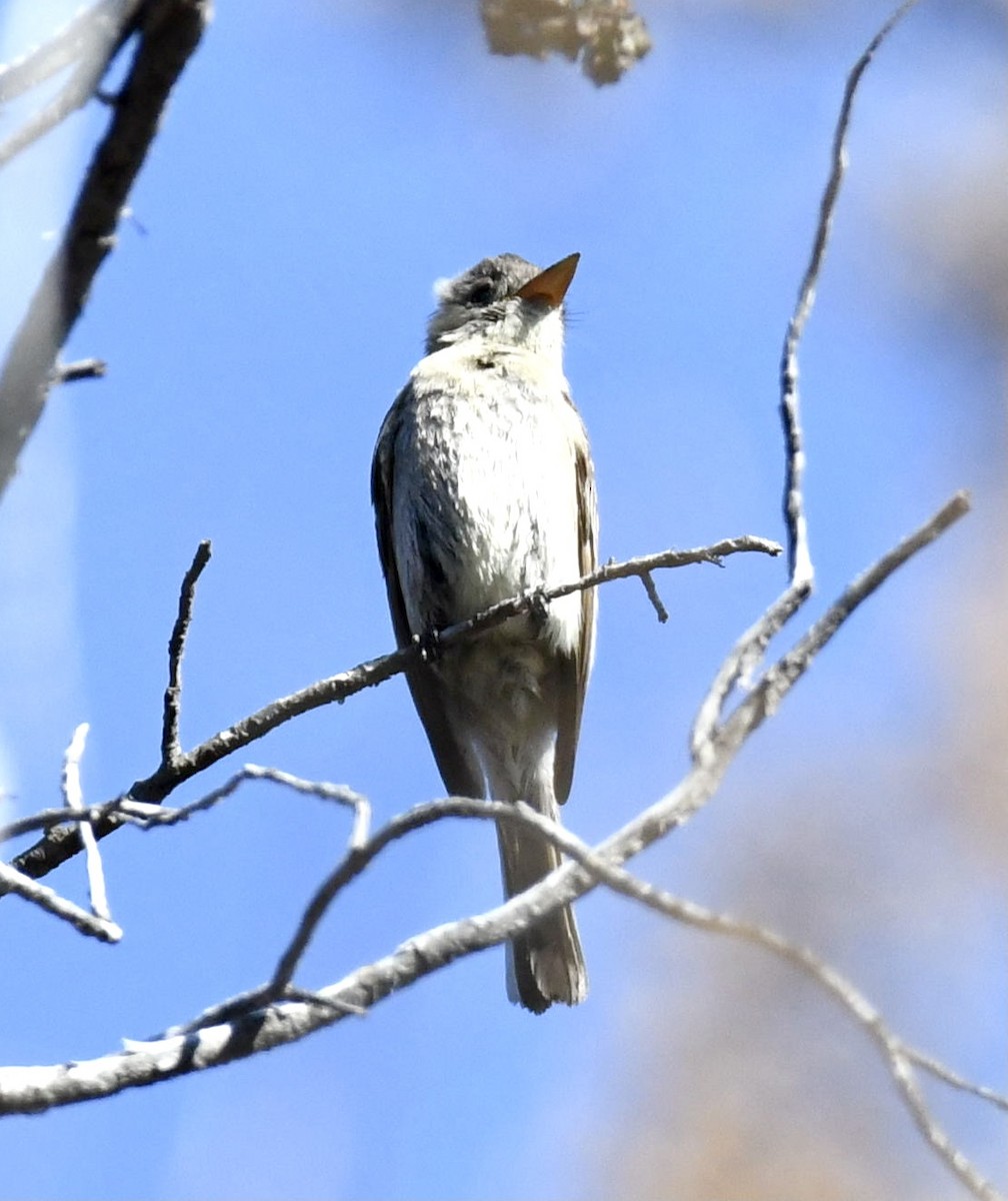 Moucherolle de Coues - ML347005791