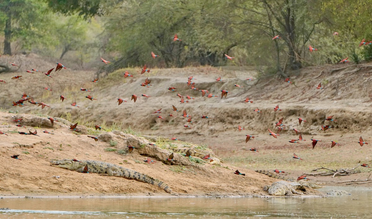 Northern Carmine Bee-eater - ML347005991