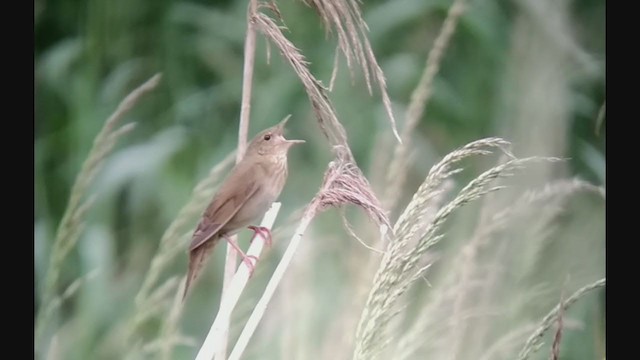 River Warbler - ML347008671