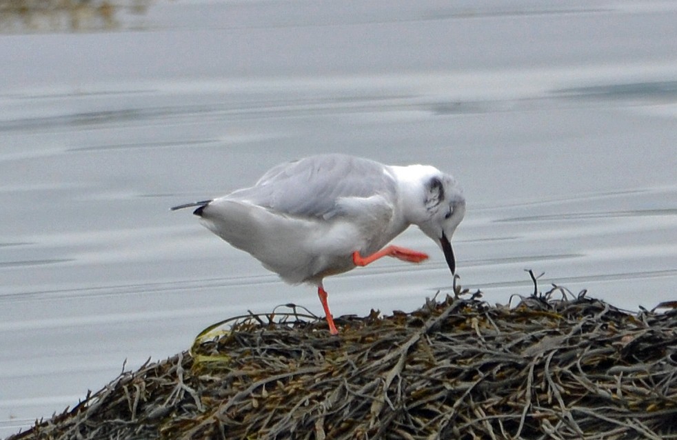 Bonaparte's Gull - Michael J Good