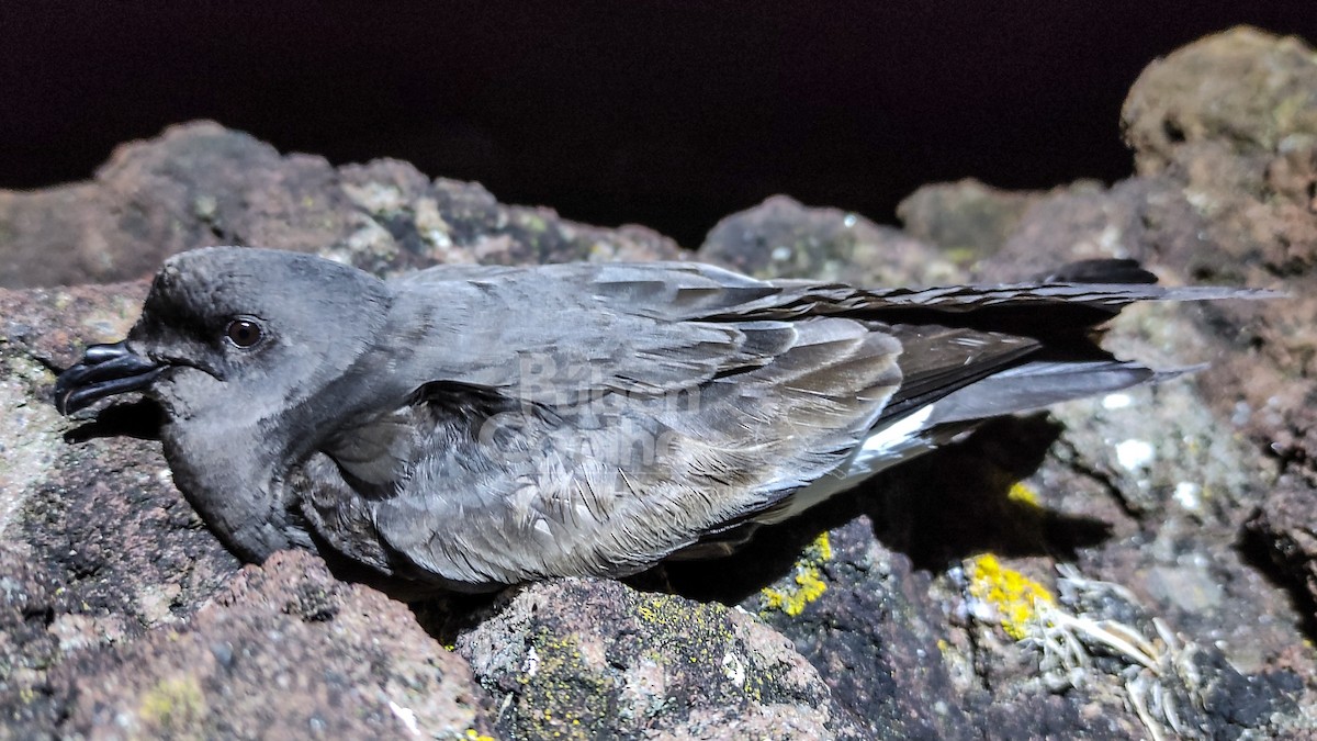 Monteiro's Storm-Petrel - ML347008911