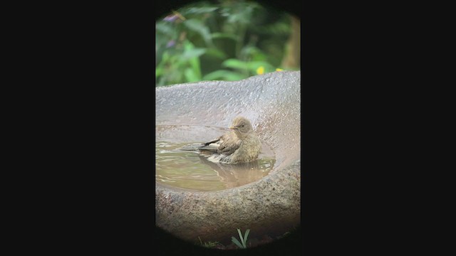 Clay-colored Thrush - ML347009051