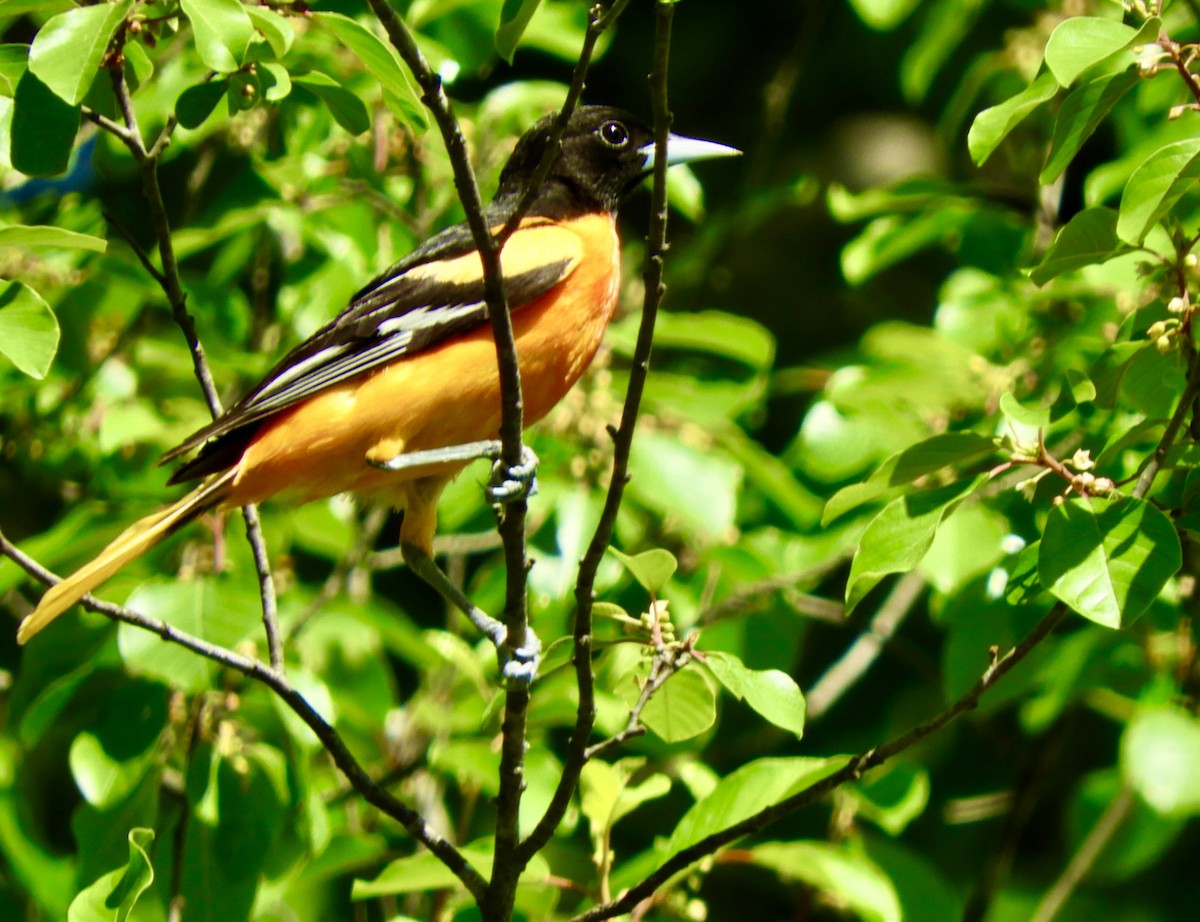 Oriole de Baltimore - ML347011311