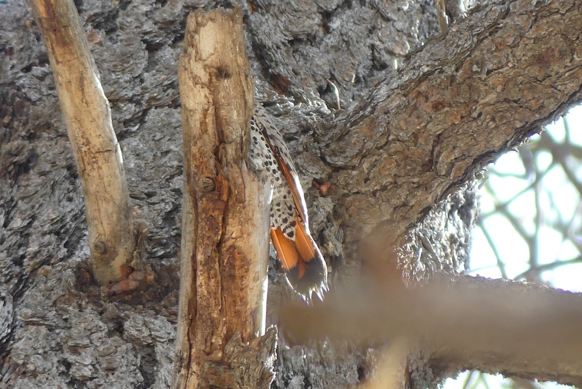 Northern Flicker - ML347013531