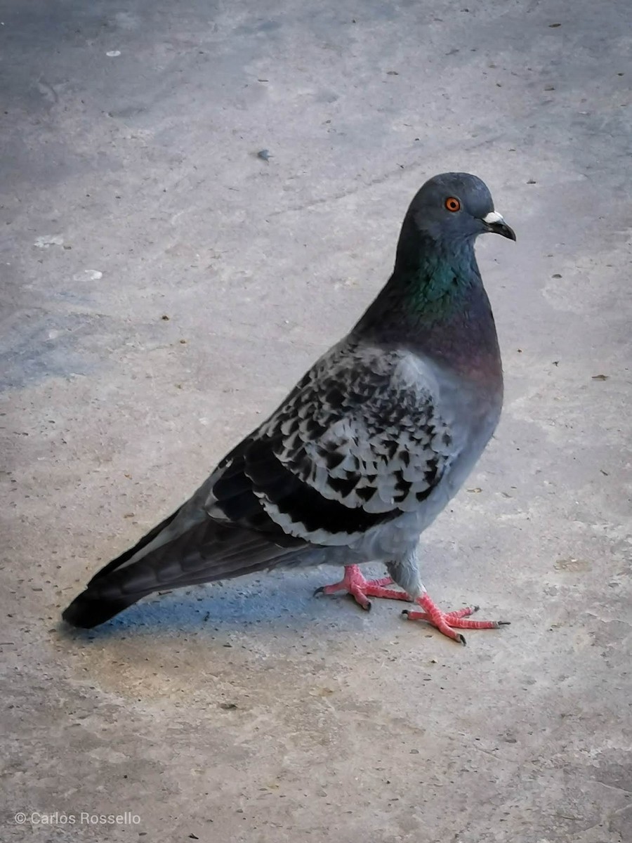 Сизый голубь (Одомашненного типа) - ML347013881