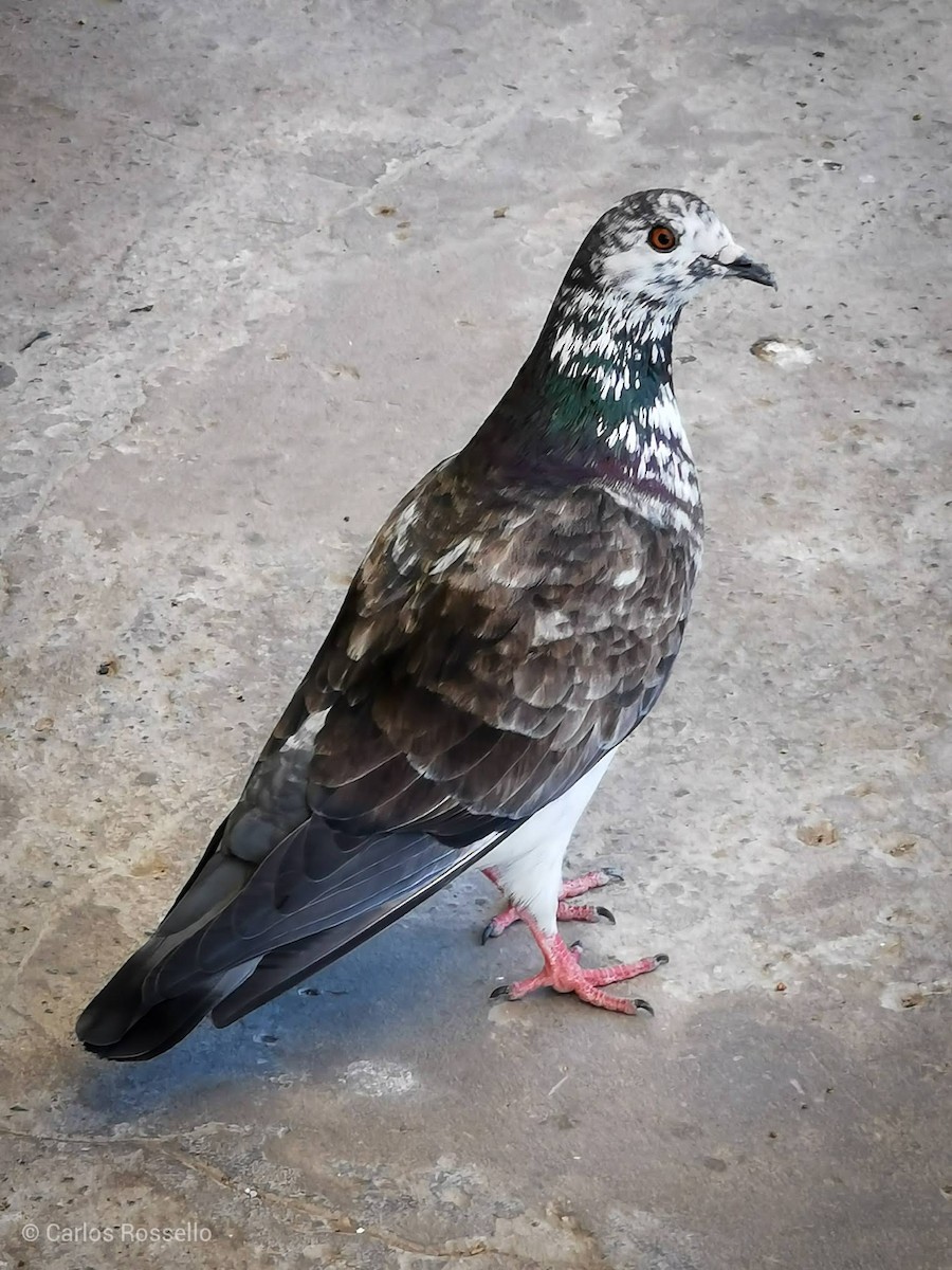 Сизый голубь (Одомашненного типа) - ML347013901